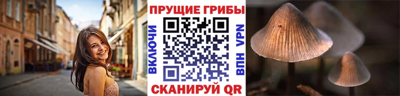 Псилоцибиновые грибы Psilocybe  мориарти какой сайт  Кедровый 